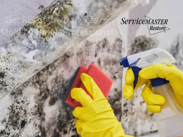Get rid of the dangers of mold by hiring professional removal services￼