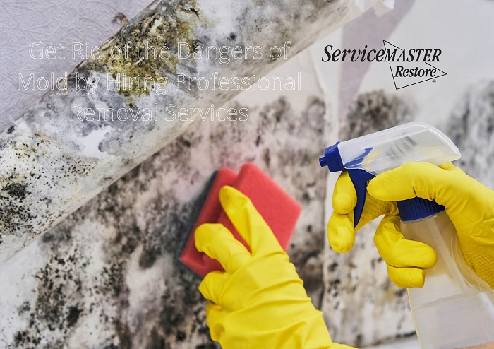 house cleaning mold removal in Atlanta